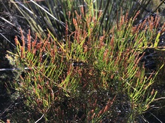 Allocasuarina pusilla