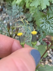 Senecio mohavensis