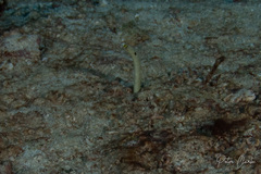 Heteroconger hassi