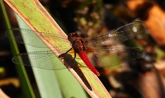 Rhodothemis lieftincki