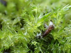 Calliergonella cuspidata