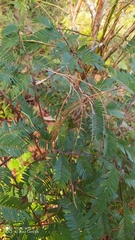 Mimosoideae
