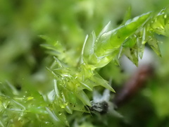 Calliergonella cuspidata