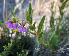 Thomasia petalocalyx