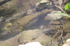 Poecilia mexicana