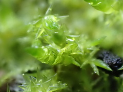 Calliergonella cuspidata