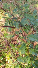 Mimosoideae