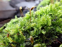 Rhynchostegium confertum