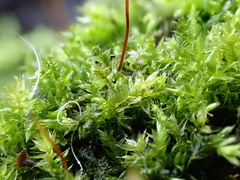 Rhynchostegium confertum