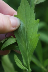 Erigeron philadelphicus
