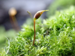 Rhynchostegium confertum