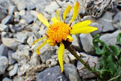 Packera heterophylla