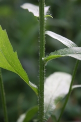 Erigeron philadelphicus