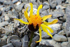 Packera heterophylla