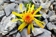 Packera heterophylla