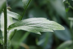 Erigeron philadelphicus
