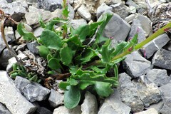 Packera heterophylla