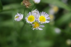 Erigeron philadelphicus
