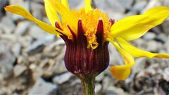 Packera heterophylla