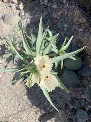 Mohavea confertiflora