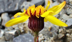 Packera heterophylla