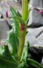 Packera heterophylla