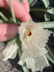 Mohavea confertiflora