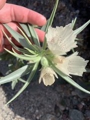 Mohavea confertiflora