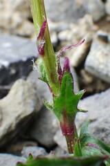 Packera heterophylla