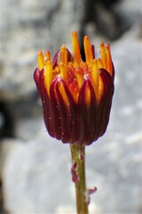 Packera heterophylla