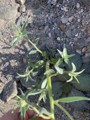 Mohavea confertiflora