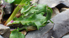 Packera heterophylla