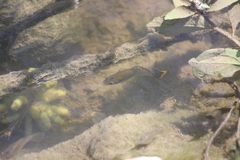 Poecilia mexicana