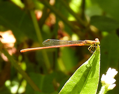 Ceriagrion aeruginosum