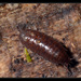 Common Pygmy Woodlouse - Photo (c) Christophe Quintin, some rights reserved (CC BY-NC)
