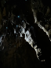 Arachnocampa luminosa