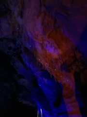 Arachnocampa luminosa