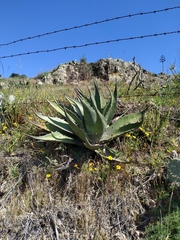 Agave salmiana