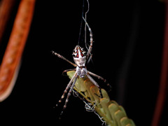 Argiope argentata