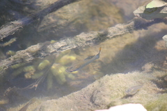 Poecilia mexicana