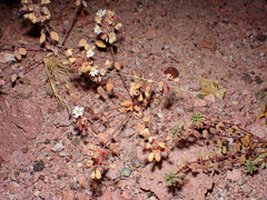 Drymaria holosteoides