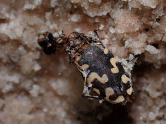 Cicindela carthagena