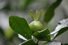 Gardenia aubryi