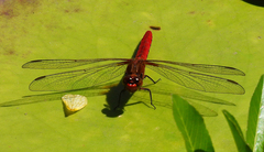 Rhodothemis lieftincki