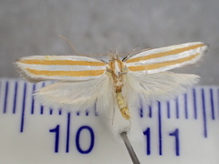 Xylorycta parabolella