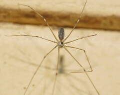 Pholcus phalangioides