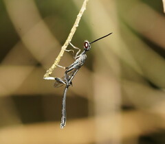 Gasteruptiidae