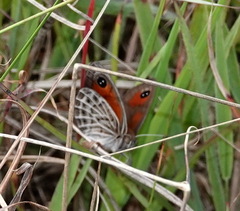 Pseudonympha trimenii