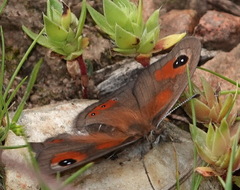 Pseudonympha trimenii