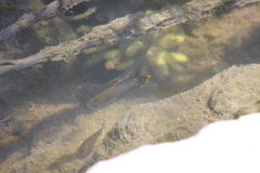 Poecilia mexicana